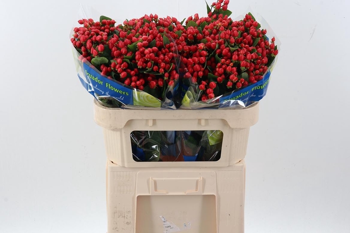 <h4>Hyp Big Pac Spray</h4>