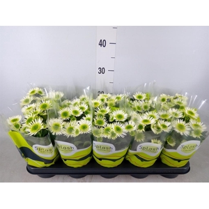 Chrysanthemum  'Splash Meadow'