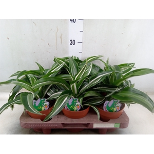Dracaena frag. 'Jade Jewel'