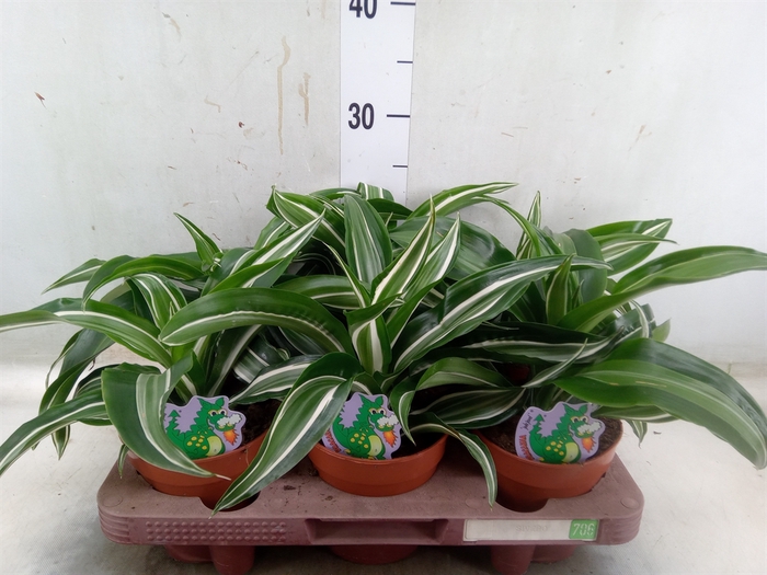 <h4>Dracaena frag. 'Jade Jewel'</h4>