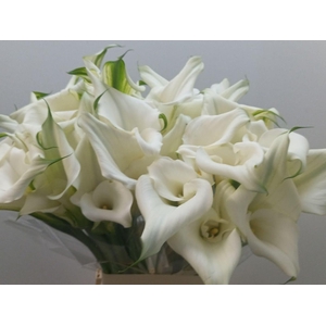 Calla Pure Art | Dubbelbloemig