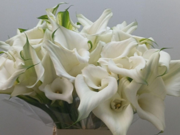 <h4>Calla Pure Art | Dubbelbloemig</h4>