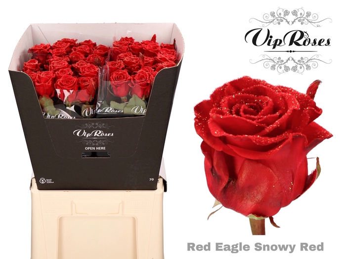 R GR SNOWY RED RED EAGLE