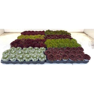 arr8 Semp Gem Mixk 1 Klr Per Tray