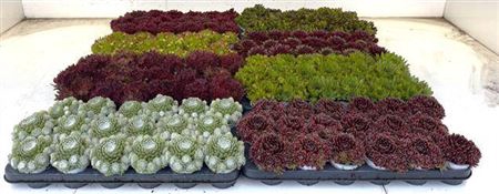 <h4>arr8 Semp Gem Mixk 1 Klr Per Tray</h4>