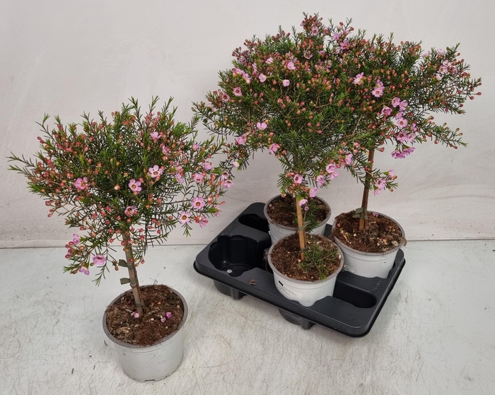 <h4>CHAMEL U OV</h4>