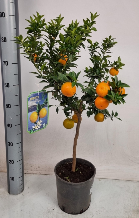 <h4>CITR AU CHINOTTO</h4>