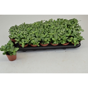 Fittonia   ...