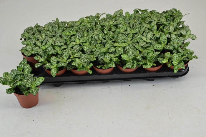 <h4>Fittonia   ...</h4>