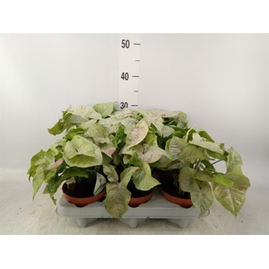 Syngonium   ...