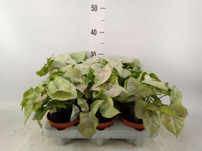 <h4>Syngonium   ...</h4>