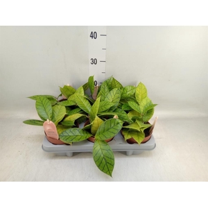 Hoya callistophylla 'KAL 16'