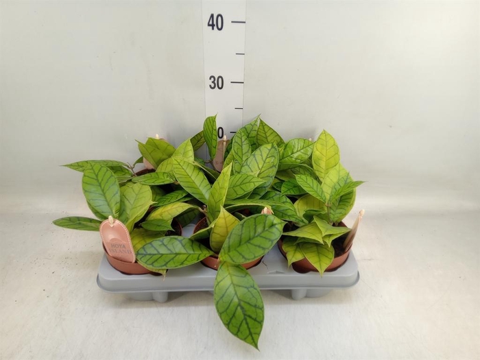 <h4>Hoya callistophylla 'KAL 16'</h4>