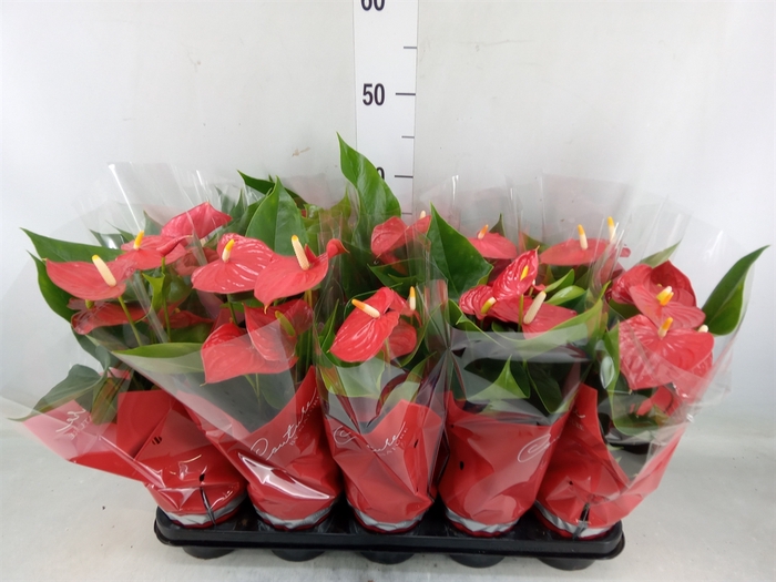 <h4>Anthurium andr. 'Success Red'</h4>