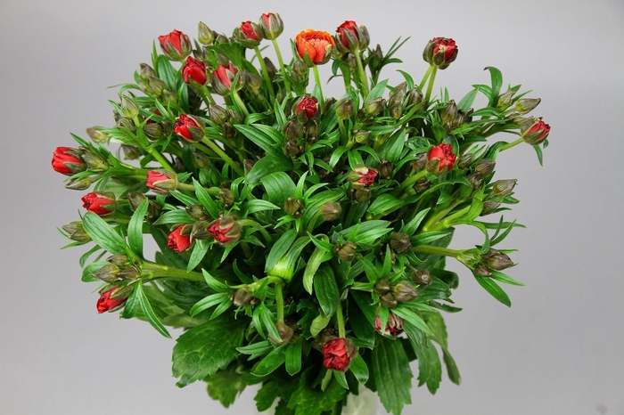 Ranunculus Butterfly Hades