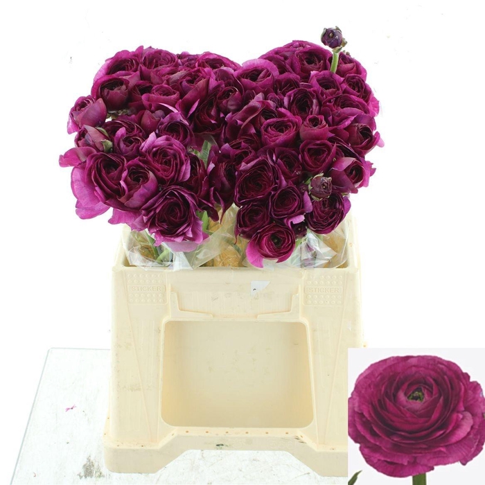 <h4>RAN SU RENOIR</h4>