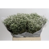 Limonium Safora Lilac