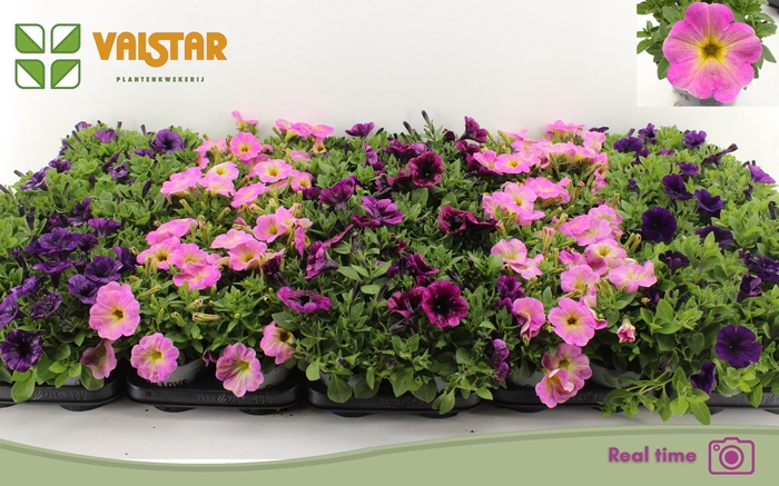 <h4>PET FAMOUS GEM</h4>