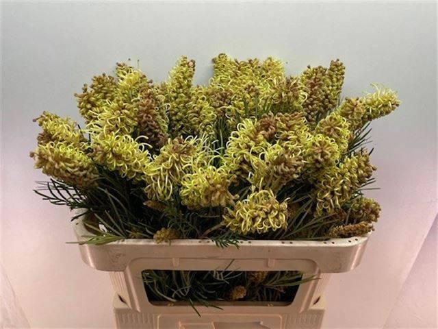 <h4>GREVI SPIDERMAN</h4>