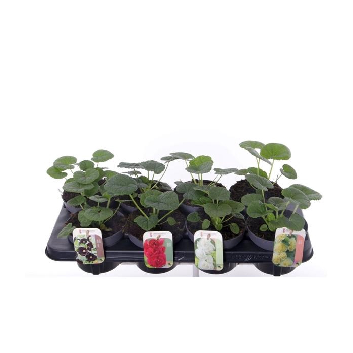 <h4>Alcea rosea Chart. Double Mix</h4>