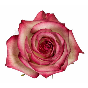 R Gr Paloma Bicolor 60cm EC