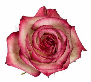 <h4>R Gr Paloma Bicolor 60cm EC</h4>