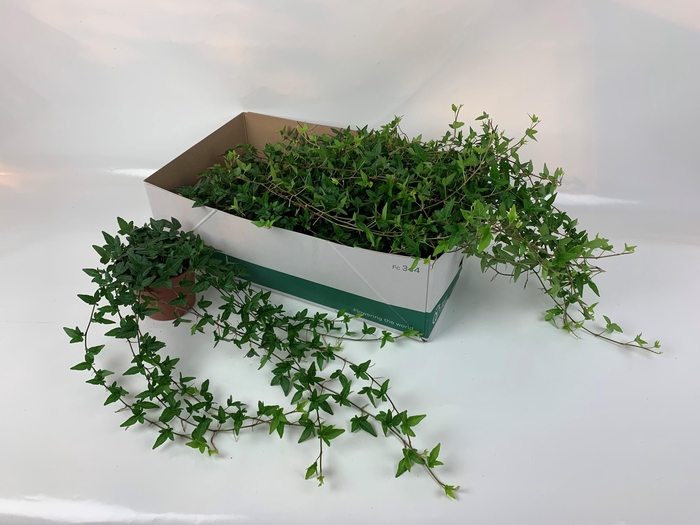 <h4>HED HE SHAMROCK</h4>