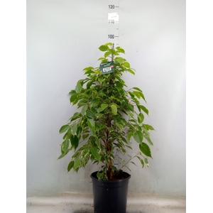 Ficus benja. 'Golden King'