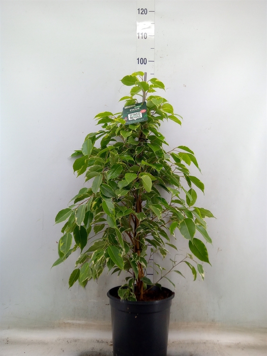 <h4>Ficus benja. 'Golden King'</h4>