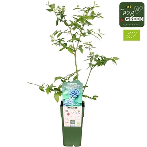 Vaccinium corymbosum 'Reka' Bio P15