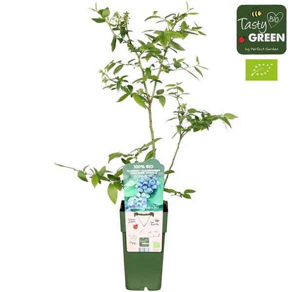 <h4>Vaccinium corymbosum 'Reka' Bio P15</h4>