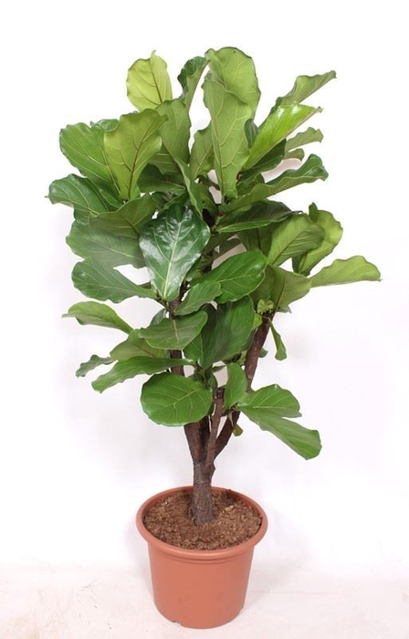 <h4>Ficus lyrata</h4>