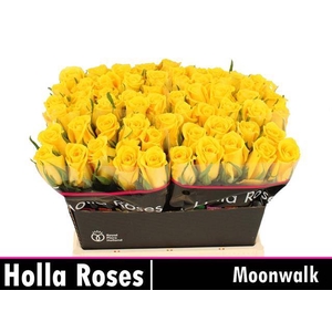 R GR MOONWALK