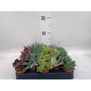 Succulents   ...
