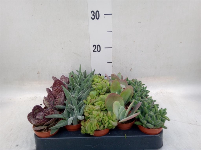 <h4>Succulents   ...</h4>