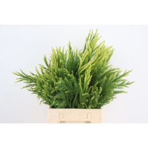 CONIFEER CRYPT SEKKA PER BUNCH