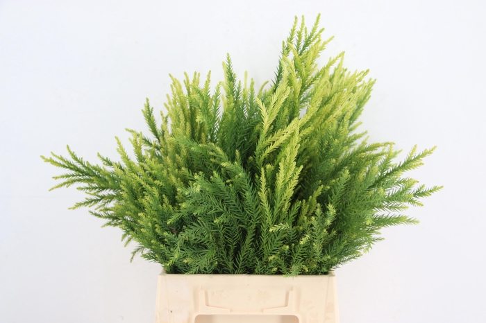 <h4>CONIFEER CRYPT SEKKA PER BUNCH</h4>