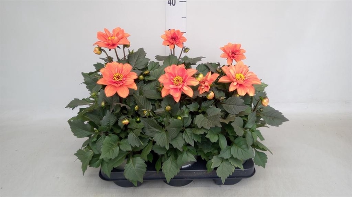 <h4>Dahlia   ...</h4>