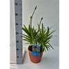 Agapanthus Poppin Purple