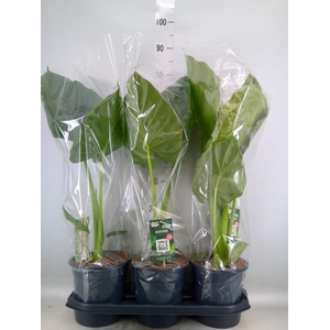 Alocasia macrorrhizos