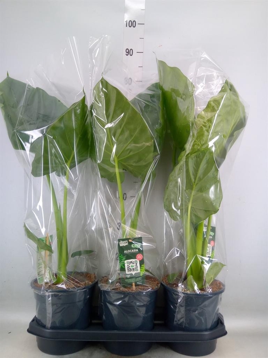 <h4>Alocasia macrorrhizos</h4>