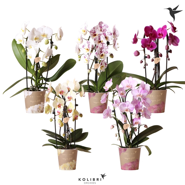 <h4>Kolibri Orchids Cascade fall 3spike mix</h4>