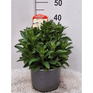 Leucanthemum maximum