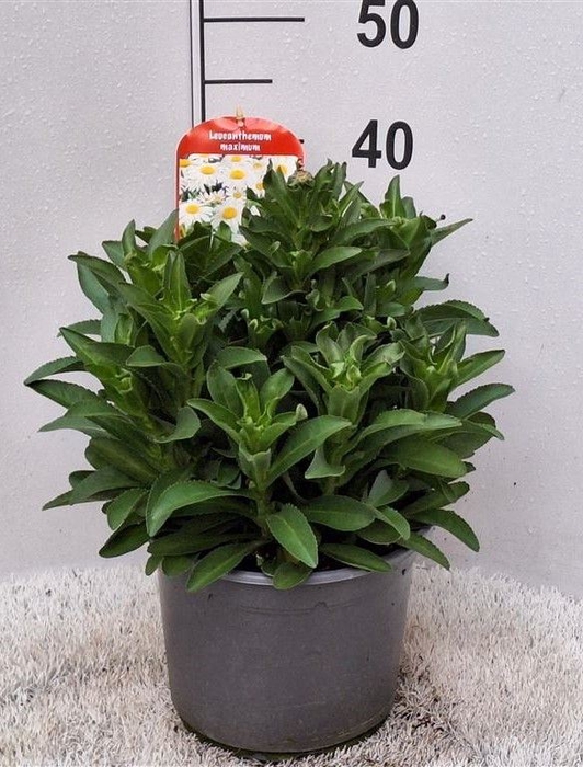 <h4>Leucanthemum maximum</h4>