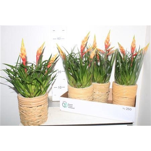 Vries Shannon In Deco Pot