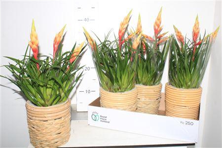 <h4>Vries Shannon In Deco Pot</h4>