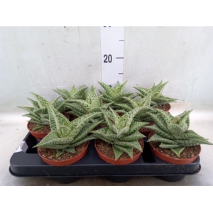 Aloe variegata 'Tribal'