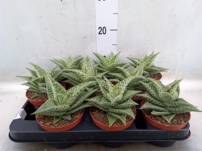 <h4>Aloe variegata 'Tribal'</h4>