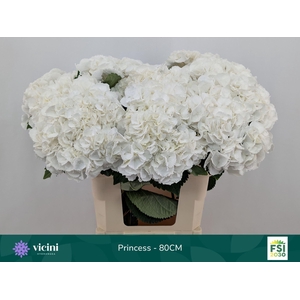 Hydrangea  'Royal Princes'