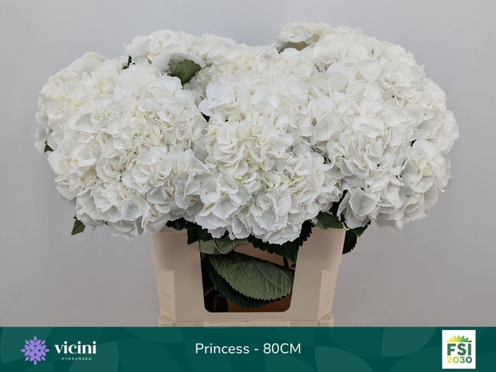 <h4>Hydrangea  'Royal Princes'</h4>